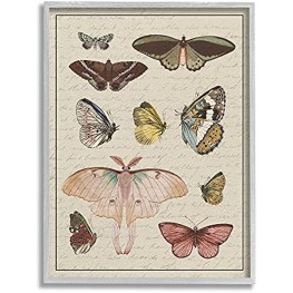 Stupell Industries Vintage Moth and Butterfly Wing Study Over Script Designed by Daphne Polselli Gray Framed Wall Art 11 x 14 Multi-Color
