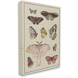 Stupell Industries Vintage Moth and Butterfly Wing Study Over Script Designed by Daphne Polselli Canvas Wall Art 24 x 30 Multi-Color